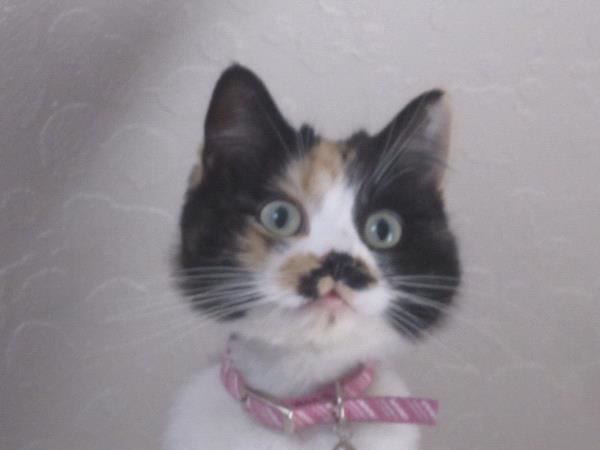 /Images/uploads/Humane Society of Utah/HSUCalendar/entries/929thumb.jpg